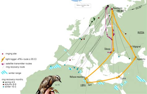 Migratory Connectivity Of Fennoscandian Dotterels Maghrebornitho