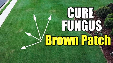 Lawn Fungus Cure Brown Patch And Dollar Spot Youtube