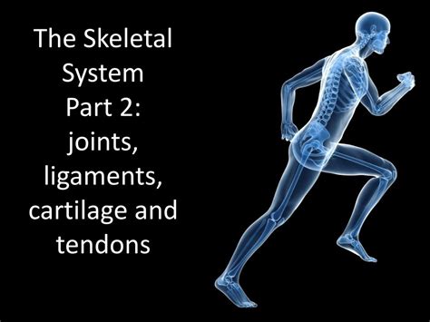 Skeletal System Ligaments And Tendons