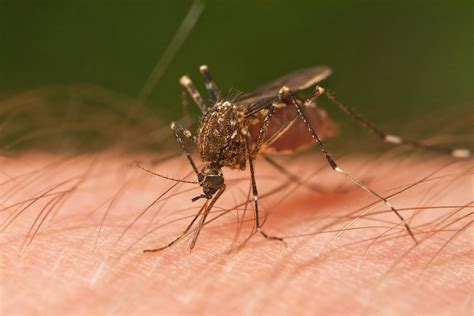 Human Case Of Rare Deadly Mosquito Disease Found In Elkhart County