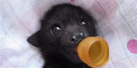 People On Twitter Cute Bat Cute Animals Baby Bats