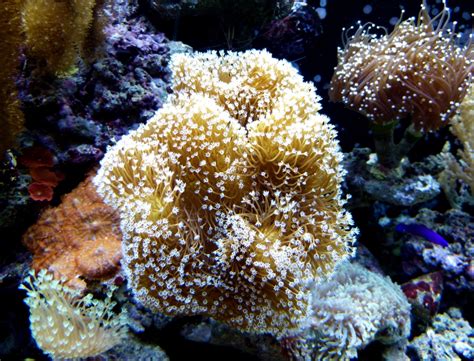 Free Images Water Ocean Diving Underwater Coral Invertebrate