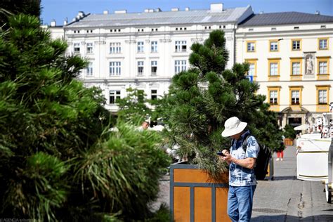 Na Rynku Głównym w Krakowie miały zostać posadzone drzewa stanęły