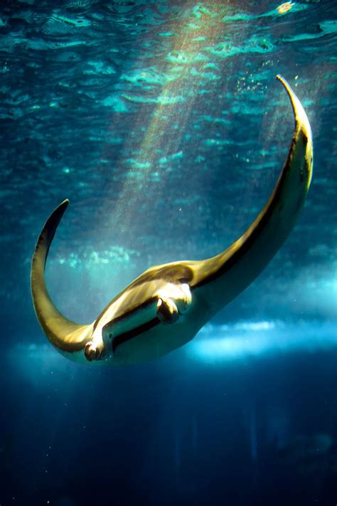 Ray Of Light Underwater Creatures Manta Ray Sea World