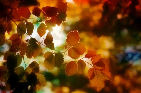 Autumn Light Leaves K Wallpaper HD Nature Wallpapers K Wallpapers Images Backgrounds Photos