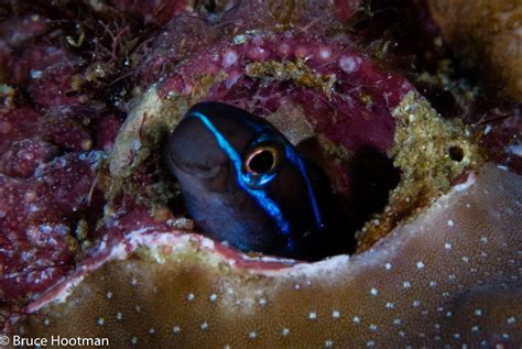 6 Steps To Becoming An Better Underwater Photographer Underseas Scuba