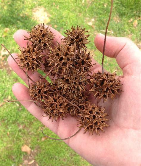 Where You Are From What Do You Call Those Little Spiky Balls That Get