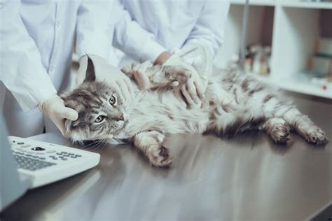 Premium Photo Cat Having Ultrasound Scan Pregnancy Checking