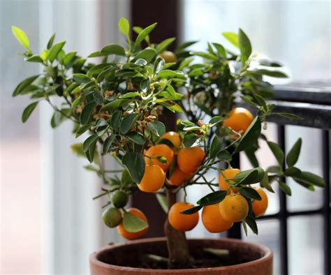 10 Fruit Trees You Can Grow Indoors For Fantastic Fruit And Fragrance In The Home