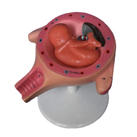 Buy Xyxz Anatomy Models Embryo Model Fetus Model Human Pregnancy