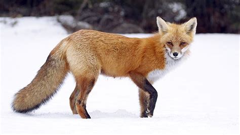 Finding The Foxes One Of The Most Endangered Animals In North America