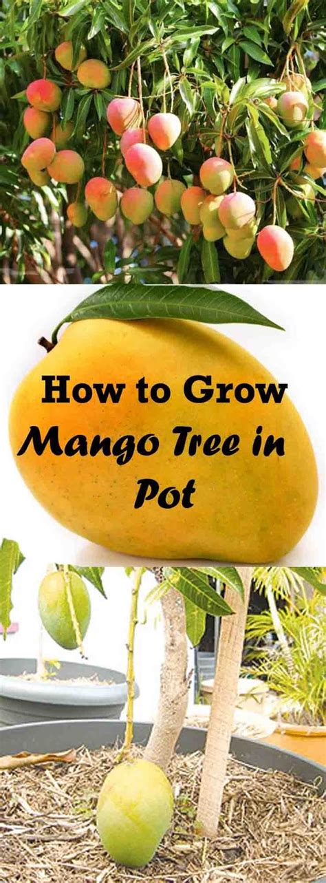 Flowers Gardens How To Grow Mango Tree In Pot