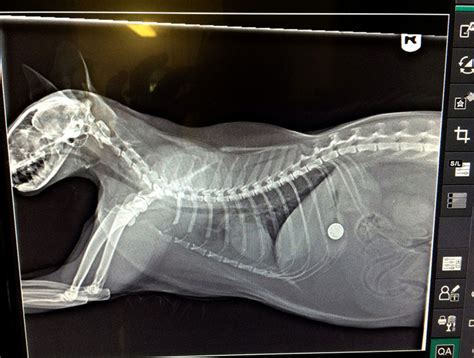How Much Is It For A Dog Xray