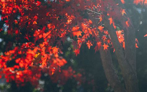 Autumn Macbook Wallpapers Top Free Autumn Macbook Backgrounds