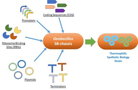 Engineering A Thermophilic Microbial Chassis For Synthetic Biology