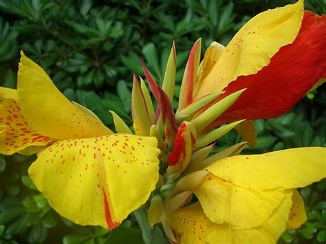 The arrangement was supposed to be a large arrangement as promised by customer service. Yellow/Red Flower - Savannah Georgia | Flickr - Photo Sharing!