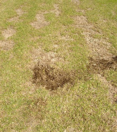 How To Manage A Chinch Bug Infestation Sod University Sod Solutions