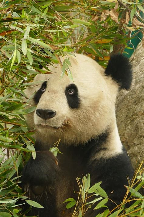 Panda Animals Bear Free Photo On Pixabay Pixabay