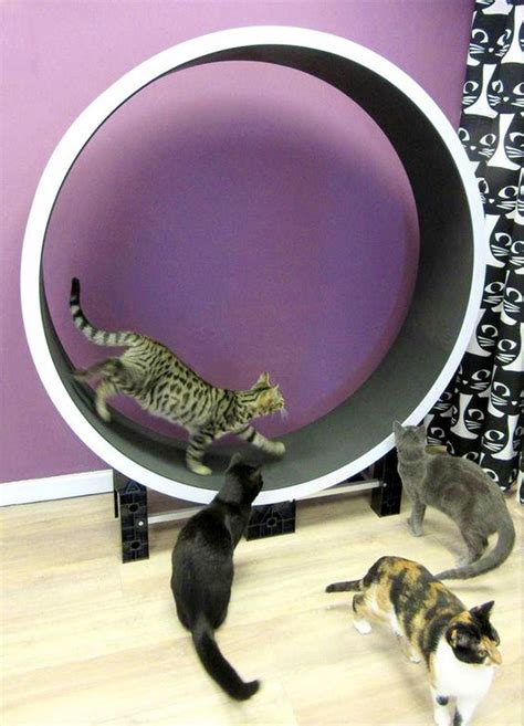 Getting an exercise wheel for your cat may not be a bad idea. How to Build a Cat Exercise Wheel - DIY projects for everyone!
