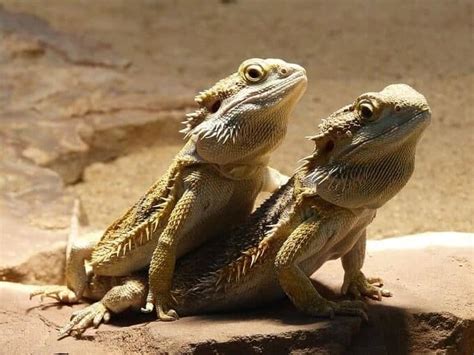 How To Sex A Bearded Dragon The Complete Guide