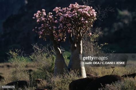 Desert Rose Socotra Photos And Premium High Res Pictures Getty Images