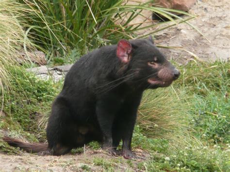 Pero andan tambien por una pequeña isla demonio de tasmania. El balcon de Mari: Demonio de Tasmania