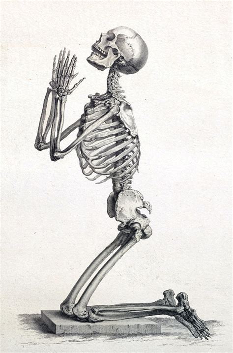 Skeleton Drawings Skeleton Print Skeleton Quotes Skeleton Photo