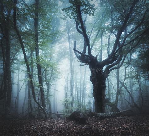 624 Mystical Autumn Forest Fog Morning Old Tree Stock Photos Free