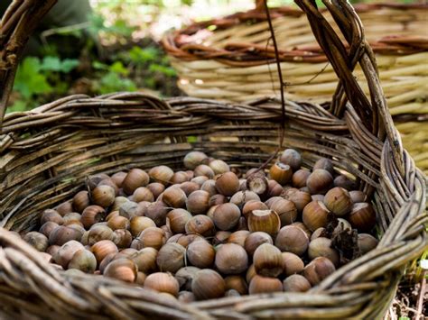 Pasta reale di Tortorici storia e ricetta di una specialità made in