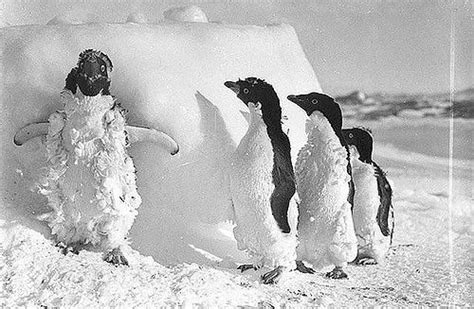 Ice Cased Adelie Penguins After A Blizzard At Cape Denison C 1912