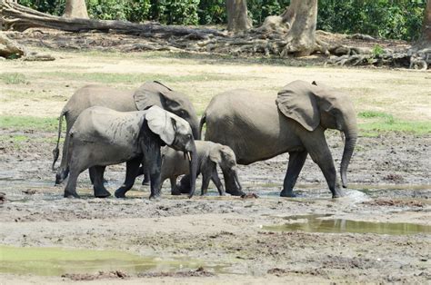 Africas Forest Elephant Population Will Take Nearly A Century To