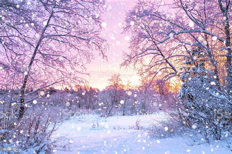 Winter Night Landscape With Sunset In Forest Stock Photo