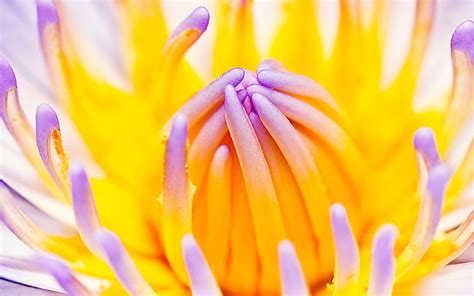 20 Bing Wallpaper Today Flower Ide Terpopuler