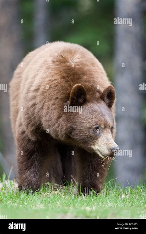 american black bear ursus americanus cinnamon phase eating grass jasper national park alberta