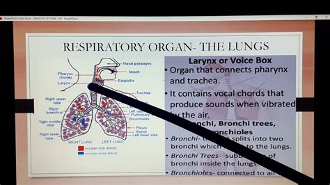 Respiratory System Lecture 10 Youtube