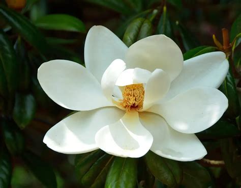 Magnolia Flower Meaning Spiritual Symbolism Color Meaning More