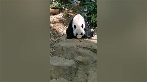 20220110 Giant Panda Kai Kai Eating High Fiber Biscuits River Wonders