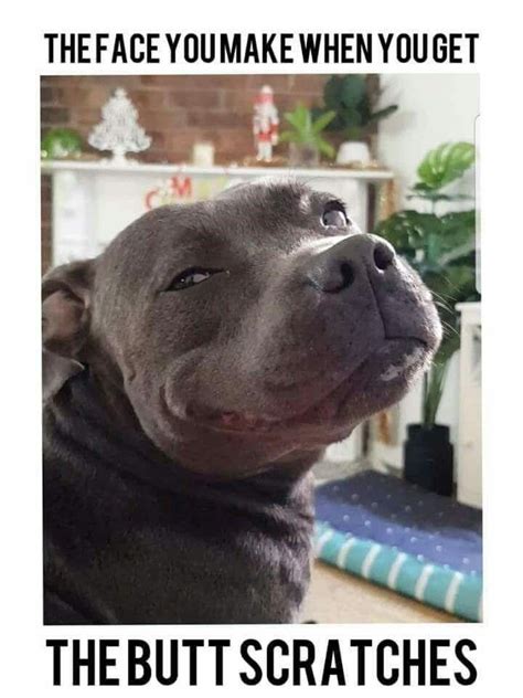 Pitbull Dog Meme Goimages Base