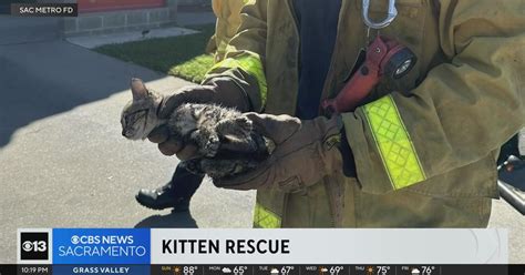 Kitten Rescued From Engine Compartment Of Vehicle Cbs Sacramento
