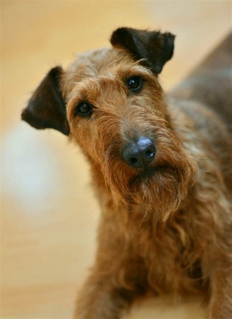Irish Terrier All About This Breed