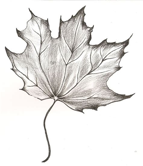 Realistic Leaf Pencil Drawing Bestpencildrawing