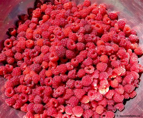 How To Prune Raspberry Canes Susans In The Garden