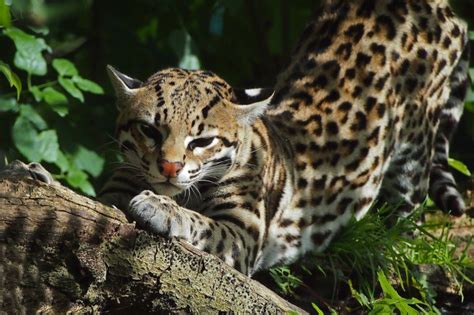 Free Download Ocelot National Geographic Wallpaper 9042160 1024x768