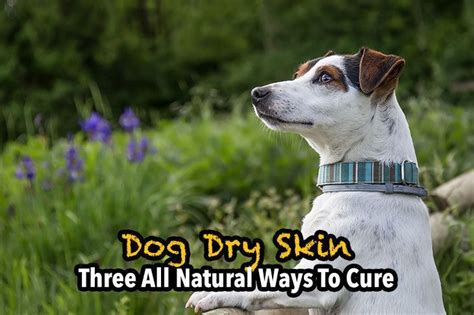Pin By Candijonescreates On Dog Dog Dry Skin Cure Dry Skin Dry Skin