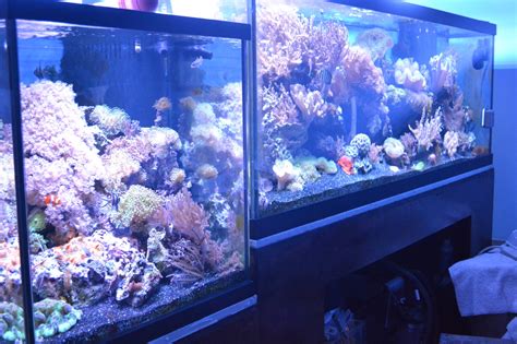Saltwater Best Large Aquarium 50 Gallons Welcome To The