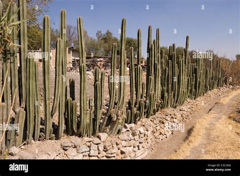 Fence Post Cactus Pachycereus Marginatus Stock Photo Alamy