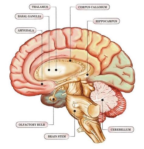 Structue Of The Limbic System The Structures And Interacting Areas Of