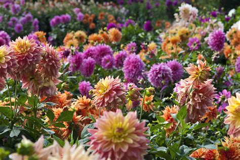 Dahlias Plant Care And Growing Guide