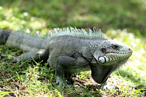 Filegray Iguana Iguana