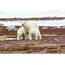 Polar Bear Seasonal Habits & Challenges  Arctic Kingdom